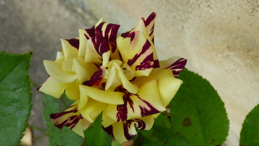 17 p1310969