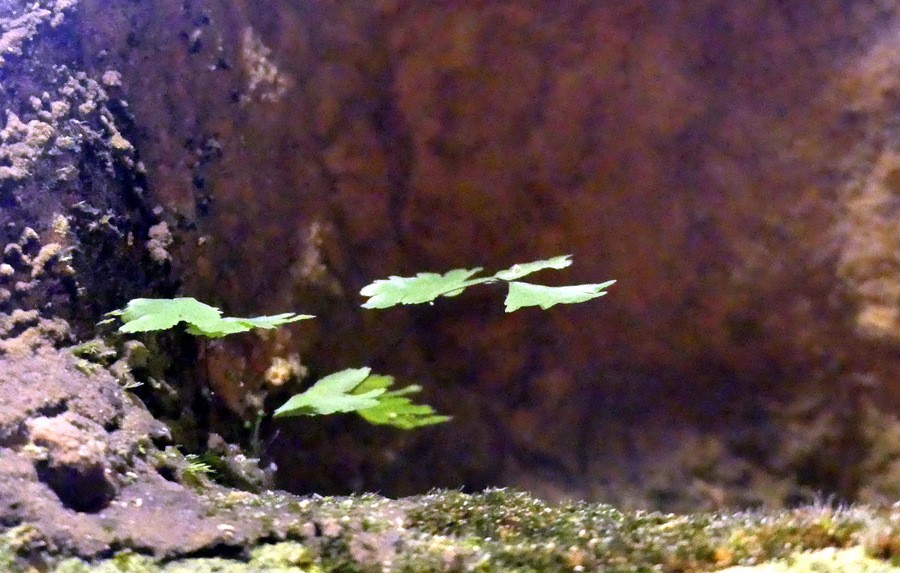 64 p1110165