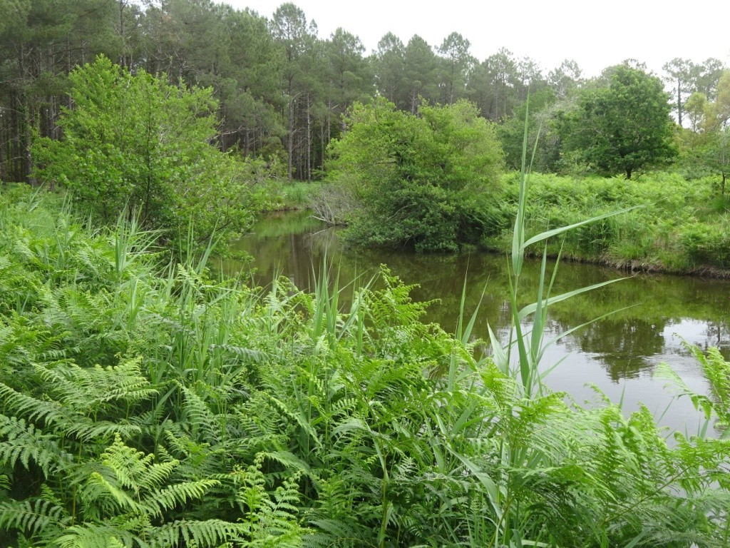 Port d'Abret : de la forêt à la plage