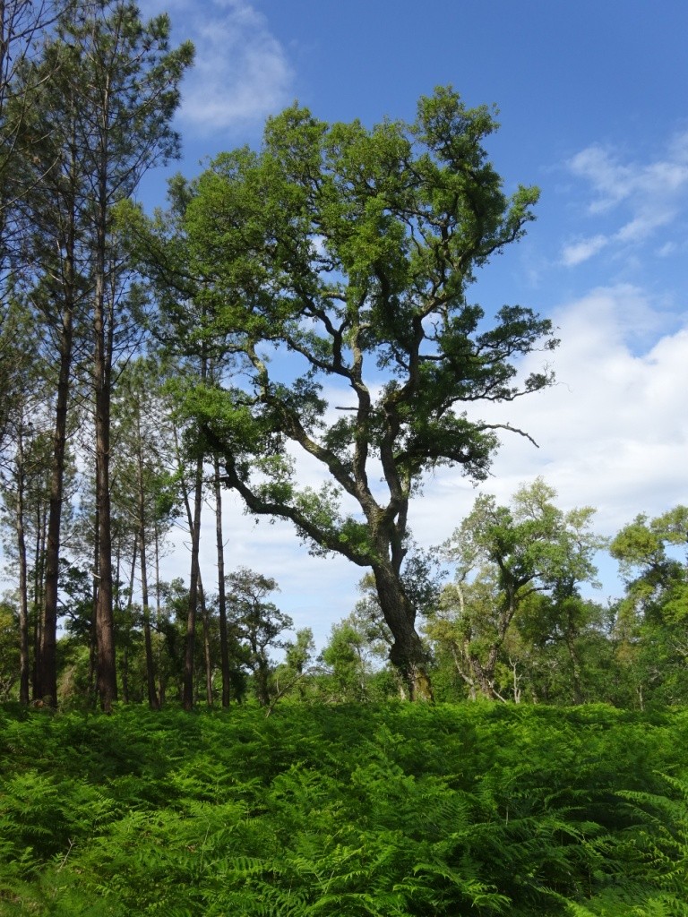 Port d'Abret : de la forêt à la plage