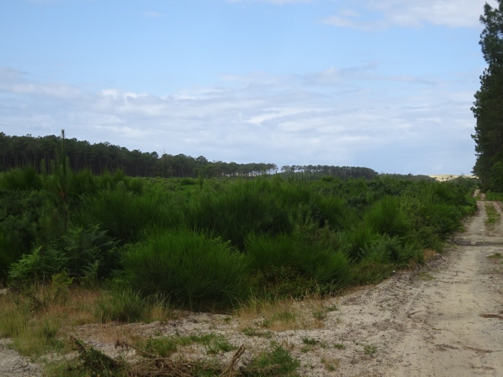 Port d'Abret : de la forêt à la plage