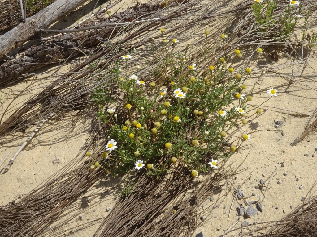 Port d'Abret : de la forêt à la plage