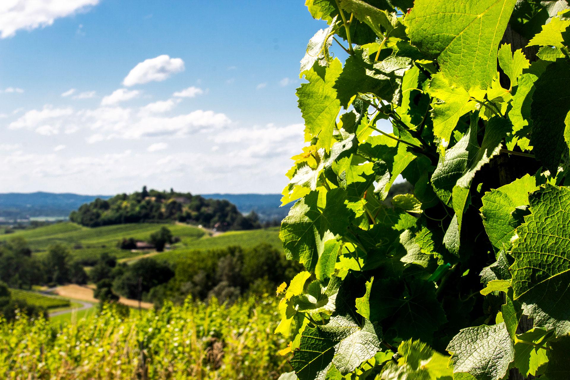 Vignes tertre pomport
